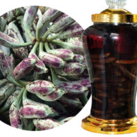 Rượu chuối hột ( 1 lít)